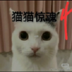 猫猫惊魂4安卓版