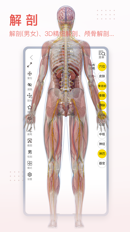 3dbody解剖图中文版