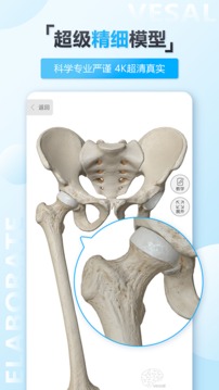 维萨里3D解剖破解版